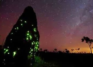 Carnivorous glow worms use bioluminescence to attract termites, Carnivorous glow worms use bioluminescence to attract termites. Photo: Youtube, Carnivorous glow worms use bioluminescence to attract termites video, video of Carnivorous glow worms use bioluminescence to attract termites. Photo: Youtube, Glowing termite mound, glow worm in termite mounds in Brazil, amazing phenomenon: glow worm illuminates termite mounds in Brazil, Glowing termite mound in Brazil video, video of Glowing termite mound in Brazil, Bioluminescence is light created by living organisms and and it can create the most fantastic displays. It includes 'phosphorescence' created by marine creatures and seen on the surface of the sea at night, the light of fireflies and the faint but eerie glow of some fungi. The light is produced chemically for many different reasons: to attract attention, to frighten enemies, to disguise what you really are, or - in the depths of the sea - to provide your own 'headlights' to search out prey.