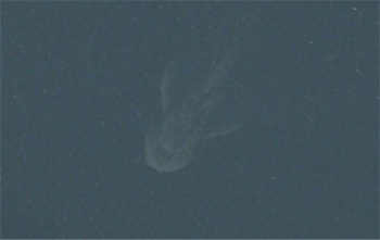 loch ness monster sighting, loch ness beast sighting, underwater sighting of loch ness monster, loch ness monster underwater sighting, loch ness sighting underwater, loch ness underwater finds, Loch Ness Monster Hunter Claims to Have Spotted Mythical Beast in Apple Maps. Photo: Cracked.com