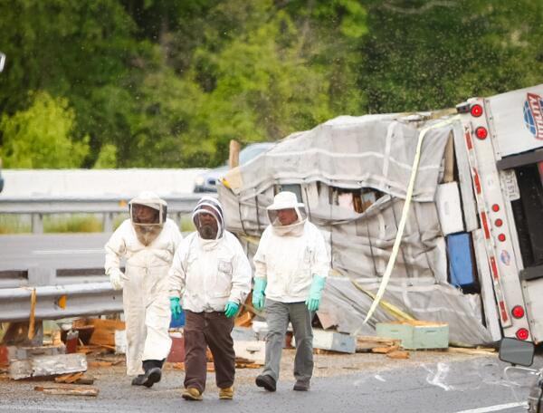bee apocalypse, Bee apocalypse: Millions of honey bees escape after truck accident on Delaware highway, Millions of bees on the loose in Delaware after a truck overturns on I95, Truck was hauling 16-20 million honeybees from Florida to Maine, A truck hauling 460 hives of honey bees from Florida to Maine overturned in Delaware, 20 million bees swarm after truck overturns in Delaware, Millions of bees on the loose in Delaware after a truck overturns on I95, Swarming bees shut down Delaware highway, PHOTOS: Truck carrying 460 beehives overturns, millions of bees swarm highway 
