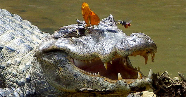 amazing animal behavior: Butterfly and bees drinking crocodile tears, amazing animal behavior: Butterfly and bees drinking caima,  tears. Amazing Animal Behavior: These Butterflies Rely on Turtle Tears to Survive, Butterfly and bees drinking crocodile tears., Butterfly and bees drinking crocodile tears. Photo: Carlos de la Rosa, butterfly sips crocodile tears, butterfly eats crocodile tears, butterfly and bee eats caiman tears, butterfly and bees sips caiman tears, strange survival behavior: butterfly eats crocodile and turtle tears
