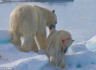 cannibal polar bears, mother polar bear eating her cub, are polar bears cannibal?, cannibal behavior of polar bears, climate change transforms polar bears into cannibals, cannibal polar bears photo, photo of cannibal polar bears, polar bears can be cannibals as shown on these pictures, Polar bear are cannibals and can even eat their cubs. Probably due to climate change and ice loss. Photo: Jenny E. Ross