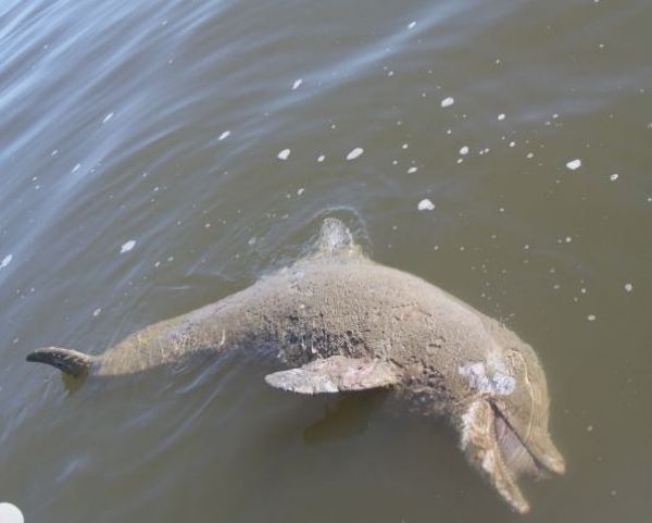 Dolphins are dying in Mississippi's fresh water and scientists are asking why. Photo: MS News Now, dolphins migrating into rivers and bayous, why dolphins die in Mississippi rivers, why dolphins migrate in mississippi rivers, strange dolphin behavior: dolphins migrate and die in Mississippi's fresh water, increase of dolphin sightings in Mississippi rivers