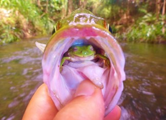 Fisherman Makes Unbelievable Discovery: live frog in a fish, live frog in a fish image, This amazing picture features a LIVE frog inside a fish which was caught in Australia by Angus James frog fish, This amazing picture features a LIVE frog inside a fish which was caught in Australia by Angus James live frog in fish photo, image of live frog in fish, live frog found in fish in Australia photo, Fisherman Finds Intact Frog INSIDE Fish, frog alive in fish, australia frog found alive in fish, fisherman catch a fish with live frog, live frog found in fish, Australian Man Finds Live Frog Inside Fish's Mouth, This amazing picture features a LIVE frog inside a fish which was caught in Australia by Angus James, Aussie Angler finds live frog staring out at him from inside a fish's throat, Fisherman Makes Unbelievable Discovery, Fisherman Finds Intact Frog INSIDE Fish, Australian Man Finds Live Frog Inside Fish's Mouth