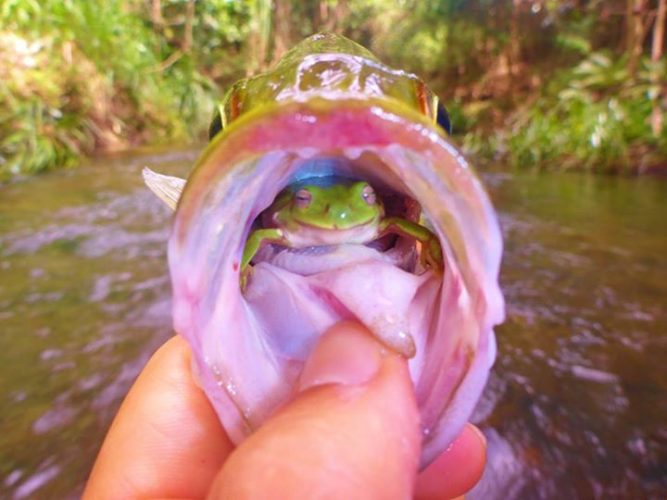 Fisherman Makes Unbelievable Discovery: live frog in a fish, live frog in a fish image, This amazing picture features a LIVE frog inside a fish which was caught in Australia by Angus James frog fish, This amazing picture features a LIVE frog inside a fish which was caught in Australia by Angus James live frog in fish photo, image of live frog in fish, live frog found in fish in Australia photo, Fisherman Finds Intact Frog INSIDE Fish, frog alive in fish, australia frog found alive in fish, fisherman catch a fish with live frog, live frog found in fish, Australian Man Finds Live Frog Inside Fish's Mouth, This amazing picture features a LIVE frog inside a fish which was caught in Australia by Angus James, Aussie Angler finds live frog staring out at him from inside a fish's throat, Fisherman Makes Unbelievable Discovery, Fisherman Finds Intact Frog INSIDE Fish, Australian Man Finds Live Frog Inside Fish's Mouth 