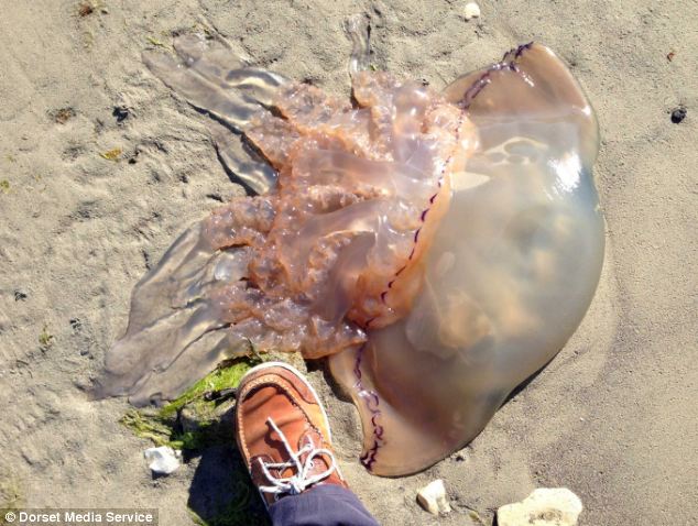 huge jellyfish washes up in Protland, Dorset, huge jellyfish dorset, jellyfish dorset may 2014, jelly fish dorset photo, stranding jellyfish in Dorset, huge jellyfish washes up in Protland, Dorset. Photo: Dordet Media Service via Daily Mail