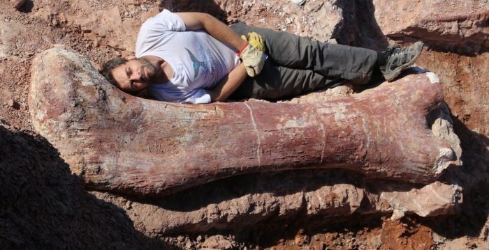 paleontology news, Fossilised bones of a dinosaur believed to be the largest creature ever to walk the Earth have been unearthed in Argentina, paleontology news: largest dinosaur ever discovered, largest dinosaur ever discovered in Argentina, where is the largest dinosaur ever discovered, fossil bones of largest dinosaur ever discovered unearthed in Argentina, largest dinosaur ever discovered unearthed in Argentina may 2014, Largest dinosaur ever discovered found in Argentina may 2014, The femur of this gigantic dinosaur found in Argentina and a member of the crew lying beside. Amazing! Photo: MEF, biggest dinosaur ever discovered unearthed in Argentina, Argentina largest dinosaur ever discovered, Argentina largest dinosaur ever discovered video, video of Argentina largest dinosaur ever discovered