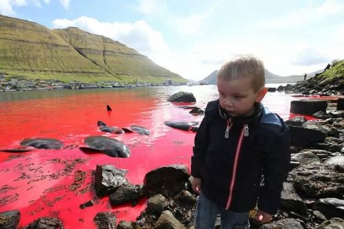 Pilot whales slaughter in Faroe Islands, Some tradition should be banned: Pilot whales killing in Faroe Islands, mass killing of pilot whales in Faroe islands, faroe islands pilot whale slaughter, faroe islands whale mass killing, mass killing whale faroe islands, faroe islands tradition: pilot whales mass killing