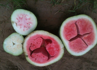 What is this weird hollow form in my watermelon?, what is this strange form in my watermelon, strange form in watermelon, weird hollow form in watermelon, weird form in watermelon: hollow heart watermelon, watermelon hollow heart, starring watermelon, water melon hollow heart, hollow heart watermelon, strange nature phenomenon: hollow heart or starring watermelon, starring watermelon photo, hollow heart watermelon photo, photo of starring watermelon, photo of hollow heart watermelon, amazing nature phenomenon, amazing fruit phenomenon, strange form in my watermelon, Several starring watermelons also known as hollow hearted watermelons. Photo: Melon Cause Insomnia