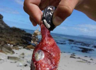 Is there an ichthyologist around? What is this monster-like fish found dead on a beach in South Africa? Photo: Reddit, monster fish photo, dead monster fish photo, zombie file: monster-like fish found on beach in South Africa (Cape Town), strange fish, weirdest animal on earth, strange fish photo, wtf fish photo, zombie fish photo, weird fish photo, wtf, strange, weird animal, weird animal photo, strange dead fish photo, what is this weird fish?, what's the name of this monster fish, monster fish found on South Africa beach, monster fish, monstruous fish South AFrica, Zombie fish found on a beach in Cape town South Africa