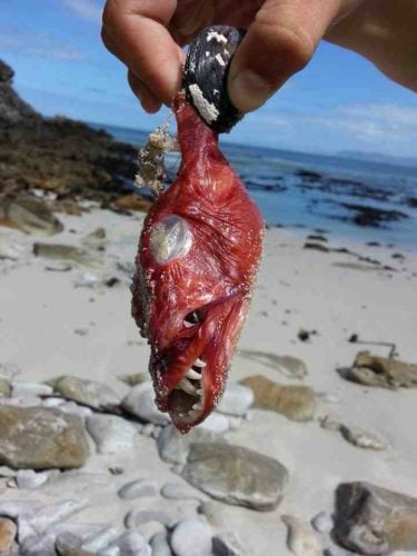 Is there an ichthyologist around? What is this monster-like fish found dead on a beach in South Africa? Photo: Reddit, monster fish photo, dead monster fish photo, zombie file: monster-like fish found on beach in South Africa (Cape Town), strange fish, weirdest animal on earth, strange fish photo, wtf fish photo, zombie fish photo, weird fish photo, wtf, strange, weird animal, weird animal photo, strange dead fish photo, what is this weird fish?, what's the name of this monster fish, monster fish found on South Africa beach, monster fish, monstruous fish South AFrica, Zombie fish found on a beach in Cape town South Africa