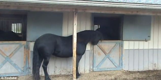 Mariska, 'Houdini' horse, escapes from stable, Smart Horse: Mariska Is Good At Opening Doors And Anything Having Food In It (VIDEO), horse, smart horse, strange animal behavior: horse opens door with his mouth, amazing animal behavior: horse opens doors with mouth video, horse video, video horse doors mouth, amazing horse opens doors with its mouth, smart horse opens doors, smart horse opens doo with mouth, smart horse mouth door video, video horse opens doors with mouth, strange animal behavior, amazing horse behavior, amazing horse, horse, opens door, horse opens doors with mouth, video, Excellent! This is how a smart horse opens door latches, Escape-artist Horse opening stall doors, Smart horse opens the door to her stable, Mariska 'Houdini' Horse Escapes From Stable, Photo: Youtube caption