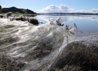 Millions Of Spiders Fleeing Floods Embellish Land With Spectacular Webs in NZ, NZ floods june 2014, spider webs floods june 2014, New Zealnd farmland flooding spider web june 2014, spider webs cover landscape in New Zealnd flooded farm june 2014, amazing spider webs cover landscape in NZ june 2014, amazing animal behavior: balooning by spider after floods, strange natural phenomenon: spider webs cover ground and trees by millions of feeing spiders after floods in Australia and NZ june 2014, fleeing spiders cover with silk landscape in NZ june 2014, amazing nature phenomenon: ballooning by spiders june 2014, Millions Of Spiders Fleeing Floods Embellish Land With Spectacular Webs in NZ. Photo: John Stone, via Northern Advocate