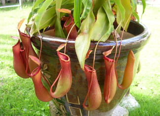 Nepenthes Pitcher Plant, tropical pitcher plants, monkey cups, Nepenthes, tropical carnivorous plant: Nepenthes Pitcher Plant, inside the stomach of Nepenthes Pitcher Plant video, what eat Nepenthes Pitcher Plant video, what is found in the stomach of Nepenthes Pitcher Plant, video shows what's inside the stomach of Nepenthes Pitcher Plant, amazing carnivorous plant video: Nepenthes Pitcher Plant, amazing plant behavior: carnivorous Nepenthes Pitcher Plant, inside the carnivorous Nepenthes Pitcher Plant, Look Inside The Stomach Of A Carnivorous Plant. Dissecting a Tropical Nepenthes Pitcher Plant. Photo by Carnivora-nursery