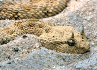 deadly animal plague, plague of deadly animals in Iraq, venemous snakes in Iraq, venemous snake plague iraq, Iraq snake plague, snake plague in iraq, iraq rivers drought, drought in iraq, Back in 2009 drought triggered a terrifying and deadly snake plague in Iraq. Photo: The independent, AS IRAQ RUNS DRY A PLAGUE OF SNAKES IS UNLEASHED, iraq snake plague, iraq drought and snake plague, desertification in iraq, agriculture in Iraq and desertification, consequences of drought in Iraq, Iraq animal plague