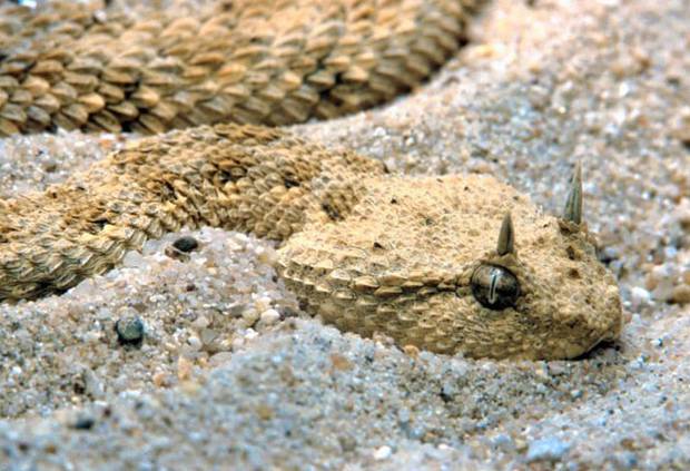 deadly animal plague, plague of deadly animals in Iraq, venemous snakes in Iraq, venemous snake plague iraq, Iraq snake plague, snake plague in iraq, iraq rivers drought, drought in iraq, Back in 2009 drought triggered a terrifying and deadly snake plague in Iraq. Photo: The independent, AS IRAQ RUNS DRY A PLAGUE OF SNAKES IS UNLEASHED, iraq snake plague, iraq drought and snake plague, desertification in iraq, agriculture in Iraq and desertification, consequences of drought in Iraq, Iraq animal plague