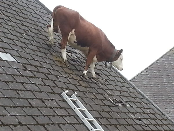 strange moment cow is photographed on roof in Switzerland june 2014, cow on roof, cow roof switzerland, cow roof emmental june 2014, weird animal picture, strange animal photo, weirdest animal news, strange animal photo: Cow on barn roof in Switzerland on June 16 2014, weirdest animal news: Cow on barn roof in Switzerland on June 16 2014, wtf: cow on roof in Switzerland june 2014, strangest animal location, weird animal things, strange animal behavior: WTF is this cow doing on a roof in Switzerland?, Weird Animal News: Cow on barn roof in Switzerland on June 16 2014