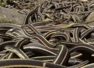 The world's largest snake gathering takes place at he Narcisse Snake Dens in Manitoba, The world's largest snake gathering takes place at he Narcisse Snake Dens in Manitoba in Canada. Photo: Youtube video