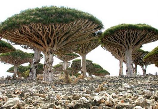 Socotra island, Socotra island strange, amazing Socotra island, strange tales Socotra island, the mysterious Socotra island, Ancient folklore: Fables and tales explaining the formation of geological oddity, Ancient folklore: Fables and tales explaining the formation of Socotra island