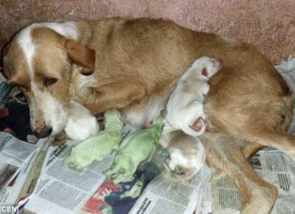 green puppies, strange green puppies, animal oddity: green puppies, weird animal phenomenon: green puppies spain june 2014 video, video green baby dogs june 2014, green puppies in Spain - June 2014, These two green puppies were born in Spain... And their color baffles scientist. Photo: El Dinamo