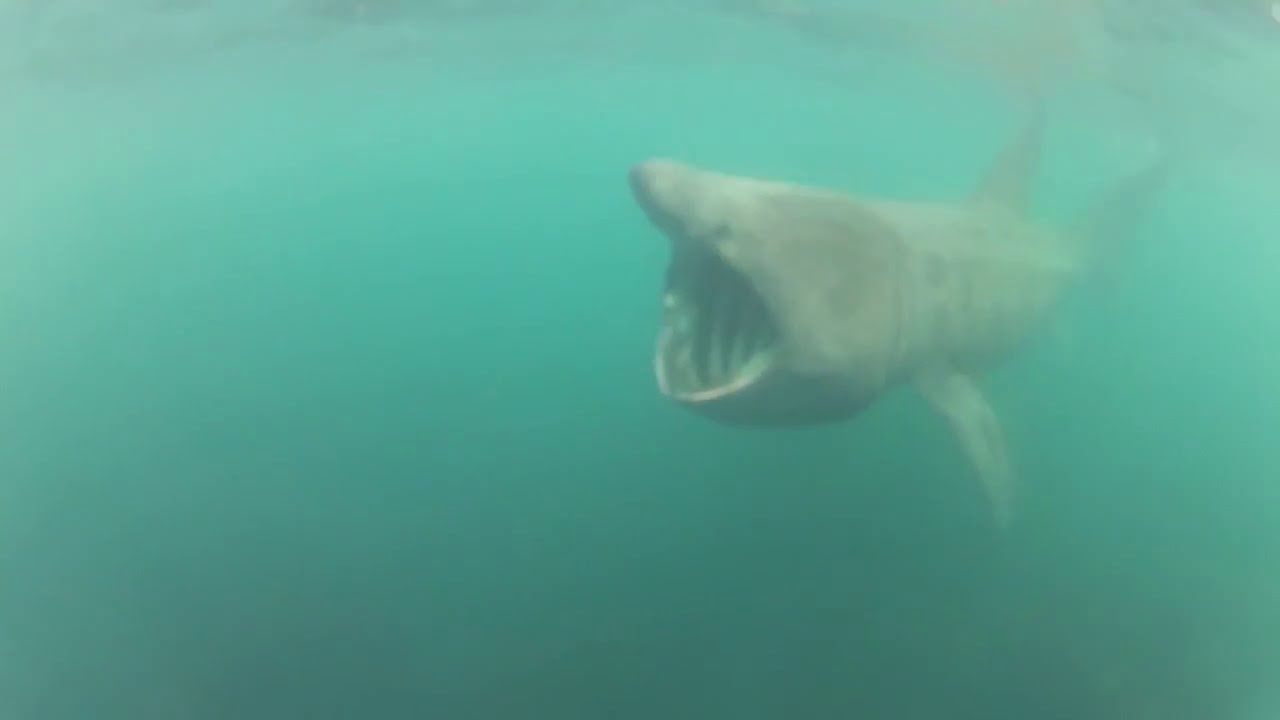 basking shark Cornwall, This is the amazing moment Lew Smart experienced a very close encounter with a huge 15ft basking shark while enjoying the sun at Cornwall's remote Sennen Cove off the British coast., shark close encounter, shark video, shark close encounter video, basking shark video