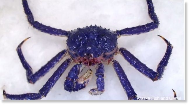 blue king crab photo, photo of blue king crab found in Alaska July 2014, video and photo rare blue-colored red king crab alaska july 2014, rare blue king crab july 2014 alaska, rare blue-colored red king crab, blue king crab, strange king crab blue, genetic mutation: blue king crab found in Alaska, alaska blue king crab july 2014, blue king crab found in Alaska july 2014, This rare blue-colored Alaskan red king crab was caught off the coast of X on July 4 2014. Photo: Youtube video