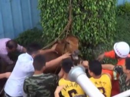 What is this weird noise coming from a drain? A large cow was rescued from a sewer in China. Photo: Youtube video, Unexpected: Cow rescued from sewer by firefighters in China (VIDEO). Photo: Youtube video, cow drain china video, cow stuck in drain in china, cow drain china video, cow rescued from sewer video, cow rescued from drain video, video cow sewer china video, Cow Rescue Video China Drain, Cow Rescue china video, Cow Stuck in Drain, Cow in Sewer Chinese