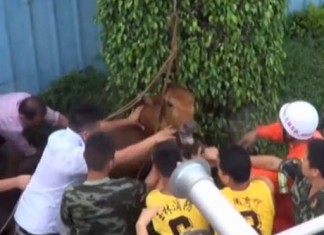 What is this weird noise coming from a drain? A large cow was rescued from a sewer in China. Photo: Youtube video, Unexpected: Cow rescued from sewer by firefighters in China (VIDEO). Photo: Youtube video, cow drain china video, cow stuck in drain in china, cow drain china video, cow rescued from sewer video, cow rescued from drain video, video cow sewer china video, Cow Rescue Video China Drain, Cow Rescue china video, Cow Stuck in Drain, Cow in Sewer Chinese