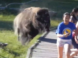 Furious bison charges children at Yellowstone National Park. Photo: Youtube video, Angry Bison Charges Boy In Yellowstone National Park (VIDEO), Bison Charges Boy In Yellowstone National Park (VIDEO), bison boy yellowstone, bison charges boy yellowstone video, video of bison charging small boy in Yellowstone, yelowstone bison attack video, video attack boy yellowstone video, video yellowstone bison attacks boy, bison attack yellowstone, video bison attack yellowstone, yellowstone bions attack video, bison charge boy yellowstone video, This is the terrifying moment when a young child is chased by an angry bison at Yellowstone National Park.