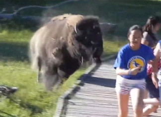 Furious bison charges children at Yellowstone National Park. Photo: Youtube video, Angry Bison Charges Boy In Yellowstone National Park (VIDEO), Bison Charges Boy In Yellowstone National Park (VIDEO), bison boy yellowstone, bison charges boy yellowstone video, video of bison charging small boy in Yellowstone, yelowstone bison attack video, video attack boy yellowstone video, video yellowstone bison attacks boy, bison attack yellowstone, video bison attack yellowstone, yellowstone bions attack video, bison charge boy yellowstone video, This is the terrifying moment when a young child is chased by an angry bison at Yellowstone National Park.