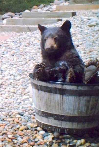 bear, bear photo, bear photo in barrel, bear story, bear bear in rain barrel, bear in rain barrel story, cool story: bear in rain barrel, amazing story: bear in rain barrel, bear amazing story, Hey bear! It is now time for a little nap!