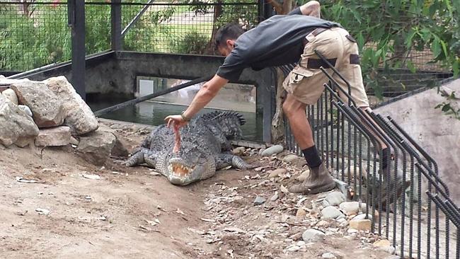 Handler at Shoalhaven Zoo, Australia, was attacked by crocodile during feeding show on July 7, 2014. Photo: Daily Telegraph, NSFW Video: Australian Zoo Handler Dragged Into Water By Crocodile, NSFW Video: Australian Zoo Handler Dragged Into Water By Crocodile at Shoalhaven Zoo in Australia july 2014 video, Crocodile, Crocodile attack, Crocodile attack video, Crocodile attack australia video july 2014,Crocodile attack Shoalhaven Zoo, Crocodile attack Shoalhaven Zoo australia, Crocodile attack Shoalhaven Zoo australia video, Crocodile attack Shoalhaven Zoo australia july 2014 video, Australian Zoo Handler Dragged Into Water by Crocodile at Shoalhaven Zoo on July 7 2014, NSFW Video: Australian Zoo Handler Dragged Into Water By Crocodile at Shoalhaven Zoo in Australia during feeding show on July 7 2014.