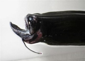 The mysterious Photonectes deep sea fish... Looks terrifying!, Photonectes, Photonectes stranding japan 2014, sign of imminent nature catastrophe: deep sea fish in shallow water around japan july 2014, deep sea fish, deep sea fish shallow water japan, japan catastrophe, japan deep sea fish july 2014, japan deep sea fish shallow water july 2014, Over 100 Photonectes deep sea fish were caught in shallow water off Japan coast on July 2014. A sign for the July 13th earthquake?, Was it a sign for the July 13, 2014 earthquake? Reading sign before Japan earthquake in July 2014!