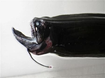 The mysterious Photonectes deep sea fish... Looks terrifying!, Photonectes, Photonectes stranding japan 2014, sign of imminent nature catastrophe: deep sea fish in shallow water around japan july 2014, deep sea fish, deep sea fish shallow water japan, japan catastrophe, japan deep sea fish july 2014, japan deep sea fish shallow water july 2014, Over 100 Photonectes deep sea fish were caught in shallow water off Japan coast on July 2014. A sign for the July 13th earthquake?, Was it a sign for the July 13, 2014 earthquake? Reading sign before Japan earthquake in July 2014!