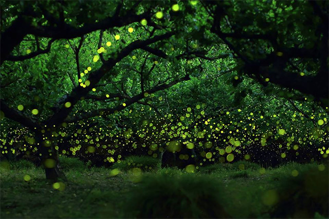 Firefly communication: Lightning bugs communicate with their language of light. Photo: Yume Cyan, firefly communication, firefly, firefly language, what is a firefly, firefly communication, firefly language of light, how do firefly communicate, why are firefly glowing, meaning of firefly lights, firefly glowing colors, why do firefly glow?, firefly communication video, this is how firefly communicate, firefly use lights to communicate, better understand fireflies, Discover the still unknown language of light spoken by fireflies in this amazing video.