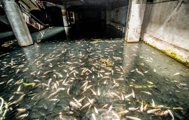 New World abandoned mall in Bangkok, fish in New World abandoned mall in Bangkok video, fish in New World abandoned mall in Bangkok video, video of fish swimming in New World abandoned mall in Bangkok, New World abandoned mall in Bangkok is flooded and full of fish, fish swimm in New World abandoned mall in Bangkok, bangkok fish abandoned mall, fish swimm in abandoned mall in bangkok, Fish Swim Through Abandoned Bangkok Shopping Mall, Fish Swim Through Abandoned Bangkok Shopping Mall video, video of Fish Swim Through Abandoned Bangkok Shopping Mall, The Abandoned Fish Mall, fish swimming in abandoned mall, This is the ugly ourside of the New World abandoned mall in Bangkok. Photo: Reddit, Here a zoom on the koi fish that were introduced in the mosquito-infested water to prevent deseases. Photo: Daily Mail