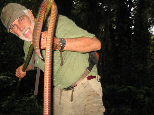 giant worm, giant earthworm, five feet earthworm photo, freaky animals: giant earthworm july 2014, This giant worm found in Ecuador is about 5 feet long and weighs more than 500 gr. The posterior of this amazing and frightning specimen photographed by hoppy4840