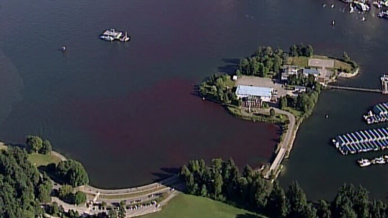 Red algae bloom in Burrard Inlet on July 9 2014. Photo: BC-CTV News, red water vancouver july 2014, red tide july 2014 vancouver, Video, English Bay, Burrard Inlet, Burrard Inlet Algae, Burrard Inlet Red, Burrard Inlet Red Water, English Bay Algae, English Bay Red, English Bay Red Water, Red Algae Burrard Inlet, Red Algae English Bay, Red Algae Vancouver, Red Tide Bloom Vancouver, Vancouver, Vancouver Algae, Vancouver Red Water, Vancouver Water Red, Canada British Columbia News