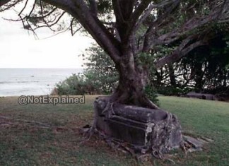 tree grave hawaii,mystery palces: tree grave hawaii, tree grave hawaii, zombie tree engulfs grave hawaii, tree tomb hawaii national park, mysterious parts of tree grave hawaii, grave engulfed by tree tree grave hawaii, mysterious place: tree grave hawaii, strange parts of tree grave hawaii you will never visit, This zombie tree feeds from a grave in Kalaupapa National Park in Hawaii. Photo: Unexplained picture