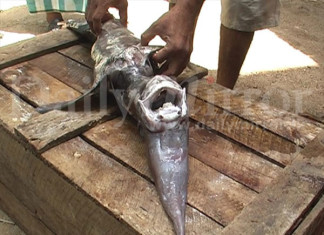deep sea fish, deep sea creature, deep sea fish die-off, whay are deep sea fish migrating into shallow water, deep sea fish caught by fishermen in shallow water, shallow water deep sea fish, deep sea monster caught in Sri lanka shallow water july 2014, This deep sea fish was caught off Sri Lanka coast on July 22 2014