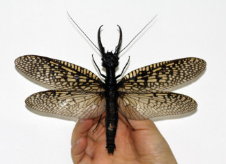 largest aquatic insect in the world photo and video, largest aquatic insect photo, photo of world largest aquatic insect, world largest aquatic insect china, largest aquatic insect discovered in the world in china, largest aquatic insect in the world photo and video, world's largest aquatic insect china, largest aquatic insect in the world, giant aquatic insect china, largest insect in the world discovered in china, largest aquatic insect photo, The world's largest aquatic insect found in Sichuan (China)