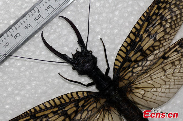 largest aquatic insect in the world photo and video, largest aquatic insect photo, photo of world largest aquatic insect, world largest aquatic insect china, largest aquatic insect discovered in the world in china, largest aquatic insect in the world photo and video, world's largest aquatic insect china, largest aquatic insect in the world, giant aquatic insect china, largest insect in the world discovered in china, largest aquatic insect photo,  The world's largest aquatic insect found in Sichuan (China), This megaloptera is the world's largest aquatic insect and was found in China in July 2014.