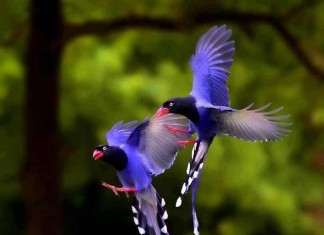 Taiwan Blue Magpie, Taiwan Blue Magpie photo, Taiwan Blue Magpie picture, image of Taiwan Blue Magpie, national bird of taiwan, taiwan national bird, Two amazing Taiwan blue magpie flying together!