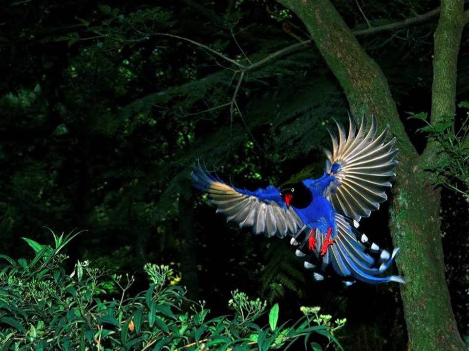 Taiwan Blue Magpie, Taiwan Blue Magpie photo, Taiwan Blue Magpie picture, image of Taiwan Blue Magpie, national bird of taiwan, taiwan national bird, Two amazing Taiwan blue magpie flying together!, A Tawin blue magpie having a little bird, Two Taiwan bloe magpie having fun in the air., Depending of the light their feathers shine another color. Wow!, Just amazing! WOW!