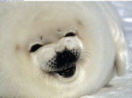 baby seal, seal pup, baby seal photo, seal pup photo, best baby seal photo, seal photo, A smiling baby seal or pup photo, photo of A smiling baby seal or pup, A smiling baby seal or pup!