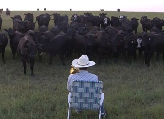 farmer plays music for cow, farmer lures cows with trombone music, kansas farmer attracts cattle with music video, cows love music, Cow chorus, cow loves music, cows understand music, cow recognize music, The Pied Piper of Kansas! Trombone-playing farmer lures his cattle with upbeat tunes... and proves even bovines love Lorde.