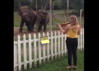 dancing elephant, elephant dancing on violin, elephant violin dance, elephant dance to violin sound, elephant violin dance, Kelly and Viola are two elephants living at the Circus World Museum in Baraboo. And they dance to the sound of violin. Photo: Youtube video, elephant dansent sur du violon, elephant danse violon, elephant danse sur du violon