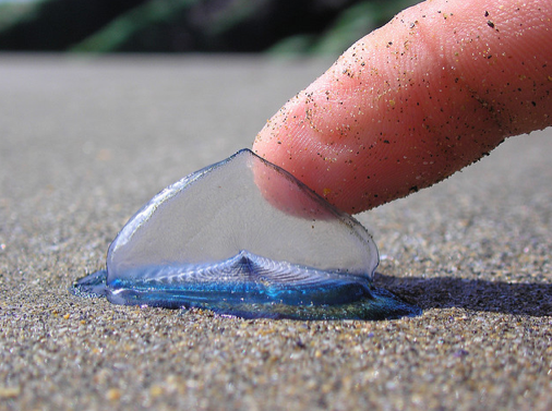 Velella Velella die off, Velella Velella, Velella Velella jellyfish, Velella Velella mass die-off california july 2014, jellyfish die off california july 2014, jellyfish die-off california, jellyfish mass die-off california, Velella Velella die off, Velella Velella, Velella Velella jellyfish, Velella Velella mass die-off california july 2014, jellyfish die off california july 2014, Thousands of blue jellyfish called Velella Velellas wash ashore in California. Photo: Facebook, Velella Velella Washing Up, Sea Creatures California Beach, Velella Velella, Velella Wash Up, Velella Velella California, Velella California, Velella Velella Wash Ashore, Blue Sea Creatures, ADW: Velella velella: INFORMATION,  What are those brilliant blue creatures washing up on California,  What are those brilliant blue creatures washing up on California beaches?,  Purple jellyfish wash ashore by the thousands on Oregon beaches,  Millions of jellyfish-like creatures wash up on Oregon beaches,  Thousands of Blue Sea Creatures Wash Up on Local California Beaches,  Jellyfish wash up on beach: 'We had people call them in as an oil spill'  Another Life: By-the-wind