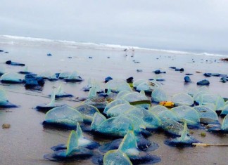 jellyfish die-off california, jellyfish mass die-off california, Thousands of blue jellyfish called Velella Velellas wash ashore in California. Photo: Facebook, Velella Velella Washing Up, Sea Creatures California Beach, Velella Velella, Velella Wash Up, Velella Velella California, Velella California, Velella Velella Wash Ashore, Blue Sea Creatures, ADW: Velella velella: INFORMATION, What are those brilliant blue creatures washing up on California, What are those brilliant blue creatures washing up on California beaches?, Purple jellyfish wash ashore by the thousands on Oregon beaches, Millions of jellyfish-like creatures wash up on Oregon beaches, Thousands of Blue Sea Creatures Wash Up on Local California Beaches, Jellyfish wash up on beach: 'We had people call them in as an oil spill' Another Life: By-the-wind