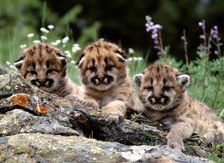 mountain lion, mountain lion cub, mountain lion cubs, mountain lion sound, mountain lion scream, strange feline sound, strange sound in the forest, creepy animal sound, weird animal sound, terrifying animal sound, Are these cute mountain lion cubs making this terrifying scream? Photo: all-free-download.com