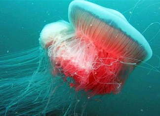 Giant jellyfish spotted in the Adriatic for first time since Second World War, mysterious giant jellyfish, mysterious giant jellyfish discovered in the adriatic, rara mysterious jellyfish italy august 2014, mysterious giant sea creature discovered in Adriatic august 2014, mysterious jellyfish discovered in adriatic, adriatic sea monster august 2014, deep sea creature discovered in adriatic august 2014, mysterious giant jellyfish spotted in Italy